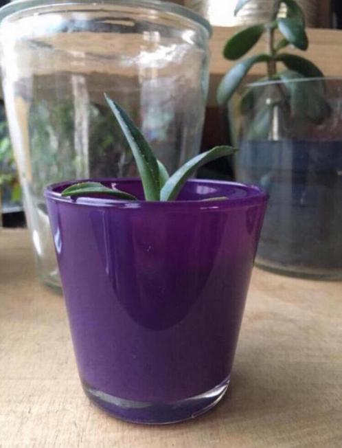 Bloempotten glas diverse maten paars doorzichtig mat wit, Tuin en Terras, Bloempotten, Zo goed als nieuw, Overige materialen, Binnen