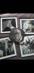 Fotocollage Dieren - 50 cm, 50 tot 75 cm, Ophalen of Verzenden, Zo goed als nieuw, Foto of Poster