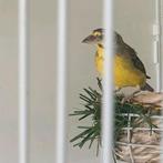 Mozambiquesijs pop 2022, Dieren en Toebehoren, Vogels | Overige Vogels, Vrouwelijk, Tropenvogel, Geringd