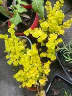 Penningkruid ‘Goldilocks’ (Lysimachia nummularia), Tuin en Terras, Ophalen, Bodembedekkers, Vaste plant, Halfschaduw