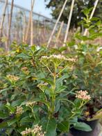 Vinurnum tinus grote plsnt zomer en wintrrgroen in bloei, Vaste plant, Halfschaduw, Herfst, Ophalen