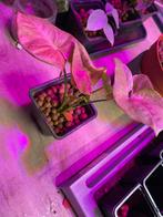 Syngonium Pink Neon Robusta, Huis en Inrichting, Kamerplanten, Ophalen of Verzenden