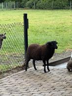 Ouessant schaapje, Dieren en Toebehoren, Mannelijk, Schaap