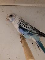 Rosella man Blauw/ opaline / pastel, Dieren en Toebehoren, Mannelijk, Parkiet, Geringd