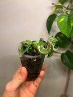 Hoya Carnosa/Hoya compacta, Huis en Inrichting, Kamerplanten, Ophalen, Halfschaduw, Minder dan 100 cm