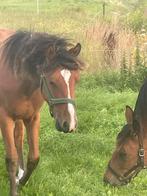 Mooie NRPS x new Forrest jaarling ruin, Dieren en Toebehoren, Pony's, Ruin, Niet van toepassing, 0 tot 2 jaar, D pony (1.37m tot 1.48m)
