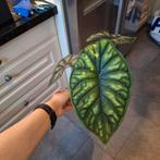Alocasia Dragon Scale, Ophalen of Verzenden, Halfschaduw, Minder dan 100 cm