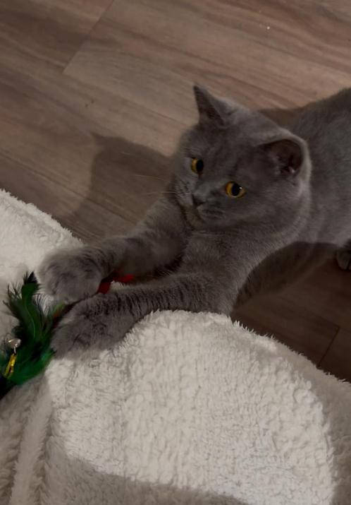 Britse korthaar, Dieren en Toebehoren, Katten en Kittens | Raskatten | Korthaar