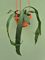 Anthurium Vitarifolium p14 (6), Ophalen of Verzenden, Halfschaduw, Minder dan 100 cm