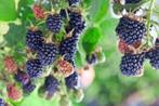 Kleinfruit, Bessen en Druiven, Ophalen, Minder dan 100 cm, Lente, Overige soorten