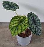 Prachtige Alocasia Dragon Scale in leuke kunststof sierpot., Ophalen, Overige soorten, In pot, Minder dan 100 cm