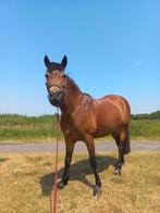 Verzorger/verzorgster pony gezocht, Dieren en Toebehoren, Ophalen of Verzenden