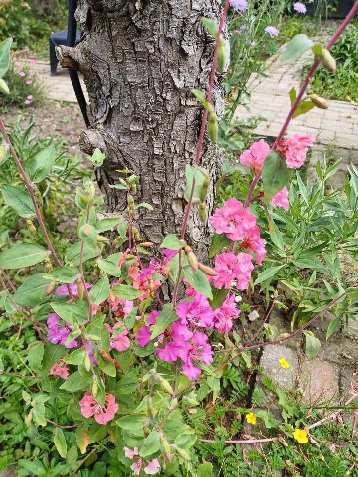 Amandelroosje mix, Tuin en Terras, Bloembollen en Zaden, Zaad, Voorjaar, Volle zon, Ophalen of Verzenden