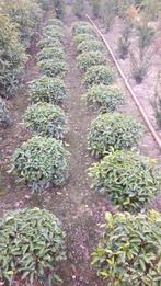 Prunus lusitanica bolvorm, Ophalen, Zomer, Overige soorten, Halfschaduw