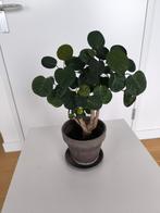 Stralingsplant in pot, Ophalen