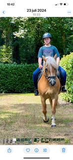 Super lieve mooie haflinger merrie️️, Merrie, Met stamboom, Minder dan 160 cm, 11 jaar of ouder