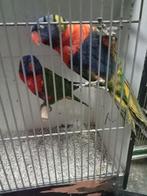 Mooi koppel Lori van de blauwe Bergen, Dieren en Toebehoren, Vogels | Parkieten en Papegaaien, Meerdere dieren, Parkiet