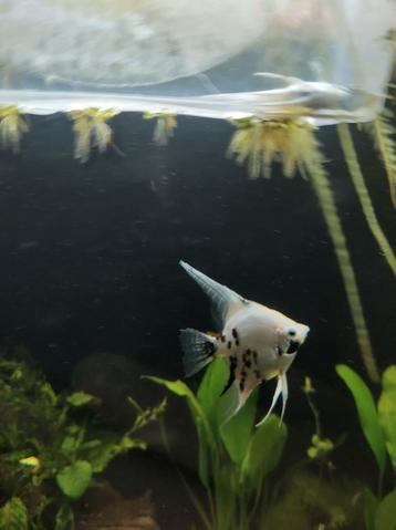 Groep maanvissen 8 stuks beschikbaar voor biedingen