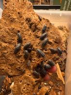 Armadillidium maculatum zebra (isopod), Overige soorten