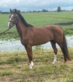 Te koop diverse paarden, Merrie, Minder dan 160 cm, Zadelmak, 3 tot 6 jaar