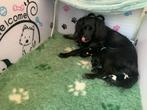 Mooie lichtgewicht werpkist en puppyren hond te huur, Dieren en Toebehoren, Ophalen, 110 cm of meer, Minder dan 65 cm, Hondenhok