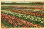 (388-504-039) Bloembollenvelden Tulpen, Verzenden