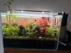 Aquarium superfish 90 incl vissen en toebehoren, Dieren en Toebehoren, Vissen | Aquaria en Toebehoren, Ophalen, Zo goed als nieuw