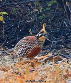 Kortkuif boomkwartels (colinus cristatus), Dieren en Toebehoren, Meerdere dieren