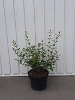 Osmanthus x burkwoodii (schijnhulst), Ophalen, Lente, Vaste plant, Overige soorten