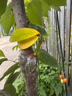 Geënte Kersenboom met Laurierkers, Tuin en Terras, Planten | Bomen, Volle zon, Lente, 100 tot 250 cm, Overige soorten