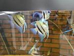 Tropische vissen, Dieren en Toebehoren, Vissen | Aquariumvissen, Vis, Zoetwatervis