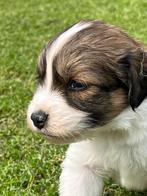 Kooiker hondje pups, Particulier, Meerdere, 8 tot 15 weken, Meerdere dieren