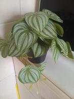 Kunstplant, Huis en Inrichting, Kamerplanten, Ophalen, Overige soorten, Minder dan 100 cm