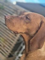 Vizmaraner pups 6 september 2025 geboren, Dieren en Toebehoren, België, Particulier, Rabiës (hondsdolheid), Reu
