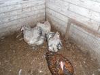 t.k.trio Orpington groot Splash, Dieren en Toebehoren, Pluimvee, Meerdere dieren, Kip