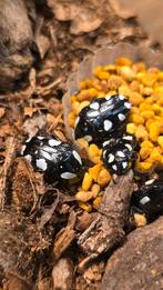 Larven Mausoleopsis Amabilis, Dieren en Toebehoren, Insecten en Spinnen, Overige soorten