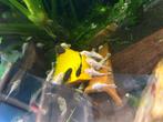 Ancistrus green dragon korte vin + longfin, Dieren en Toebehoren, Vissen | Aquariumvissen, Vis