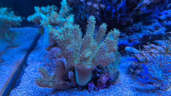 Grote Duivelsklauw neongroen zeeaquarium zoutwater koraal., Dieren en Toebehoren, Vissen | Aquariumvissen