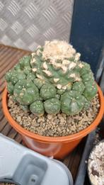 LOPHOPHORA WILLIAMSII CLUSTER GROTE PLANT CACTUS, Cactus, Minder dan 100 cm, Ophalen of Verzenden, Volle zon