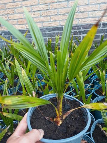 Winterharde palm partij te koop beschikbaar voor biedingen