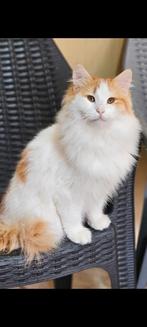 Prachtige maymon wil een huisje met soortgenoten, Dieren en Toebehoren, Katten en Kittens | Overige Katten, Kater