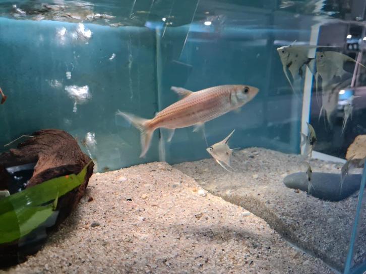 Hydrocynus Vittatus, Tijgervis, Dieren en Toebehoren, Vissen | Aquariumvissen, Zoetwatervis, Vis