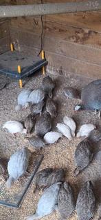 Te koop jonge parelhoenders, Dieren en Toebehoren, Geslacht onbekend, Overige soorten