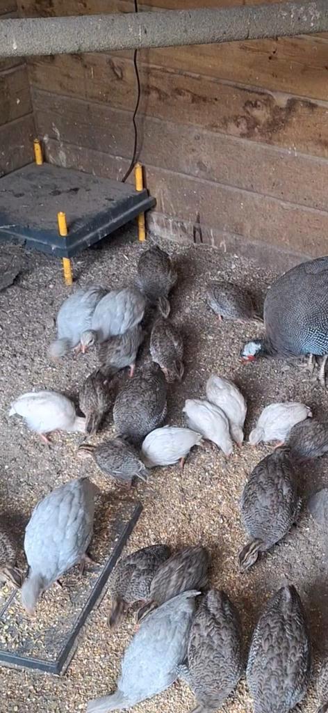 Te koop jonge parelhoenders, Dieren en Toebehoren, Pluimvee, Overige soorten, Geslacht onbekend