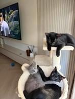 Gratis 2 zwarte katers 7 maaanden oud, Dieren en Toebehoren, Katten en Kittens | Overige Katten, Kater, Kortharig, 0 tot 2 jaar