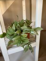 Tradescantia, hangplant, Ophalen