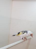 Majoor putter, Vrouwelijk, Wildzangvogel