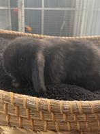 Mooi minilop rammetje, Dieren en Toebehoren, Konijnen, Mannelijk, Klein