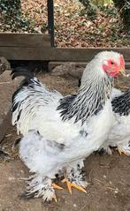 GRATIS 2Prachtige Brahma Hanen🐔, Dieren en Toebehoren, Pluimvee, Mannelijk, Kip
