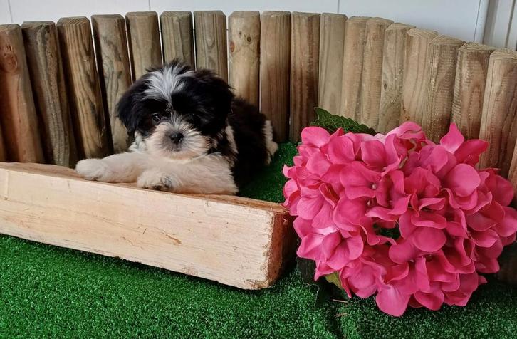 Boomer pups maltezer shih tzu.lhasa apso teckel pekingees, Dieren en Toebehoren, Honden | Chihuahua's en Gezelschapshonden, Meerdere dieren